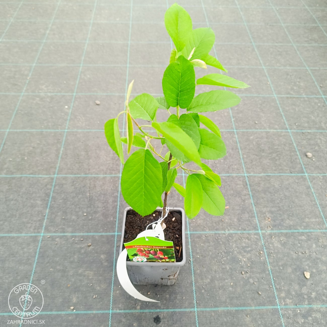 Obrázok Muchovník kanadský (Amelanchier canadensis) ‘PRINCE WILLIAM’ – výška 40-50 cm, kont. P11